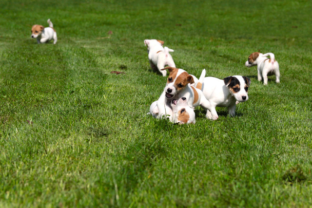 Beagle Szczenięta na trawie - Zdjęcie, obraz