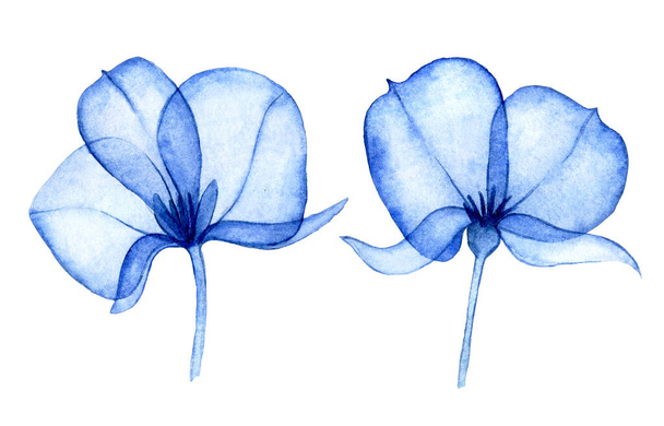 aquarel tekening, transparante bloemen set van abstracte blauwe bloemen. röntgenfoto - Foto, afbeelding