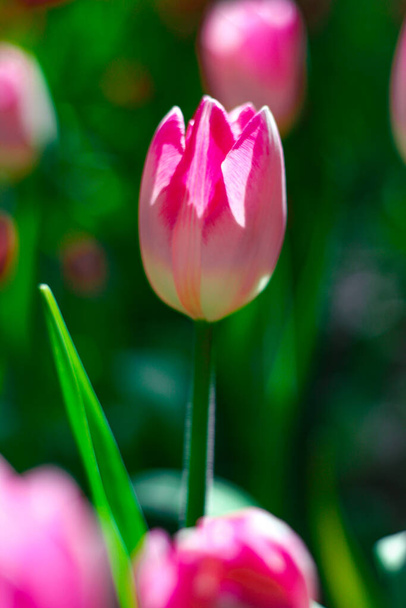 Tulipani. Una pianta bulbosa fiorita primaverile della famiglia dei gigli, con fiori a forma di coppa dai colori audaci
. - Foto, immagini