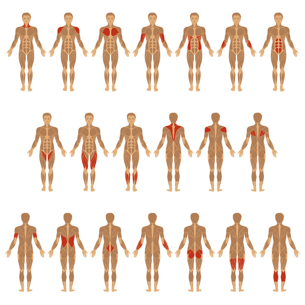 Человеческое тело, мышцы
 - Вектор,изображение