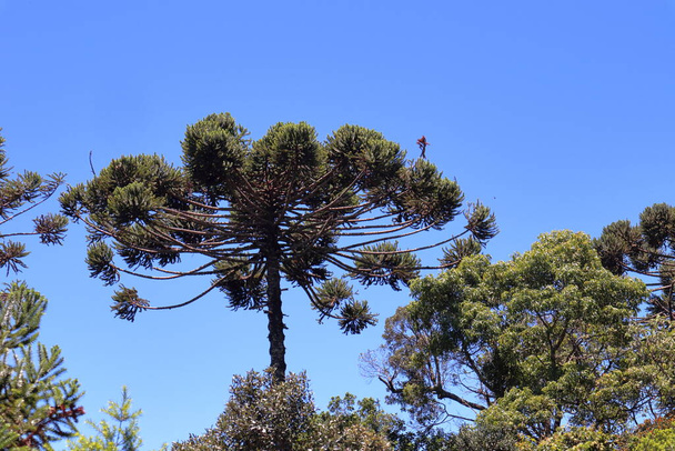 Detail des oberen Teils der Araucaria angustifolia, Brasilianische Kiefer, Hochwertiges Foto - Foto, Bild