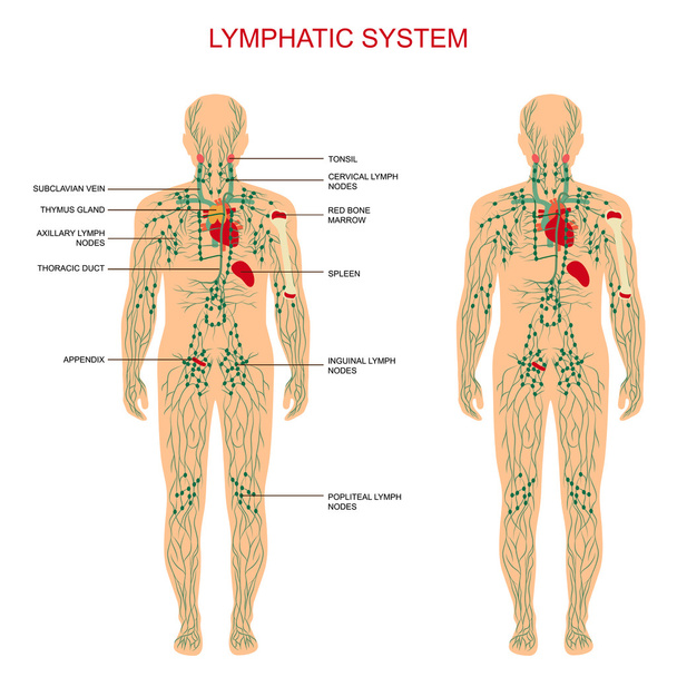 Sistema linfático, - Vector, imagen
