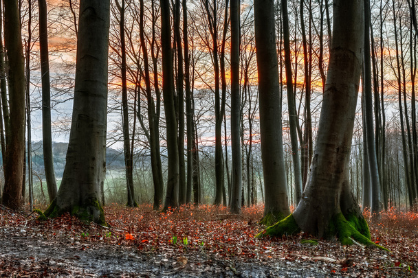 Kevään metsä auringonlasku
 - Valokuva, kuva