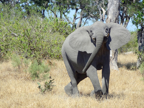 Elefánt-Botswanában - Fotó, kép