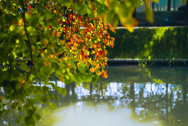 Kiinalainen tali puut tulee värikäs syksyllä - Valokuva, kuva