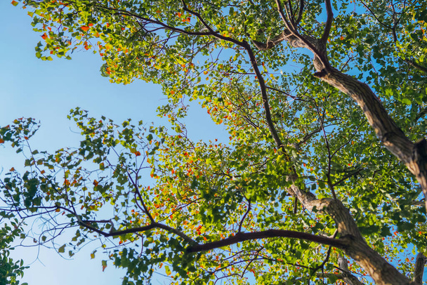 As árvores de sebo chinesas ficarão coloridas no outono - Foto, Imagem