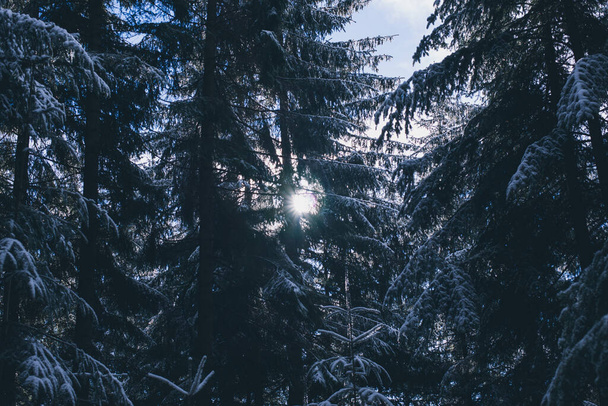 Christmas tree branches. Winter forest. Snow covered trees in the forest. - Photo, Image