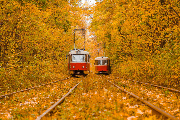 Осінній ліс, через який проходить трамвай, Київ і рейки крупним планом - Фото, зображення