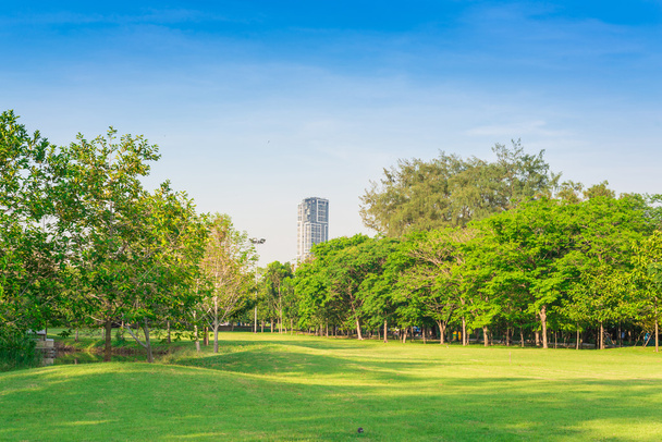 Green grass field and tree in city park - Photo, Image