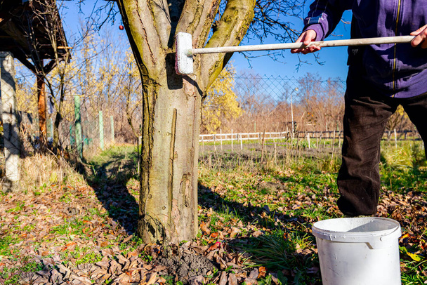 Farmer use brush, whitewashing fruit trunk as method of heat protection of Sun, slows down vegetation, blooming at early spring. Painting lime against diseases, fungus, or damage bark by rodents. - Foto, imagen