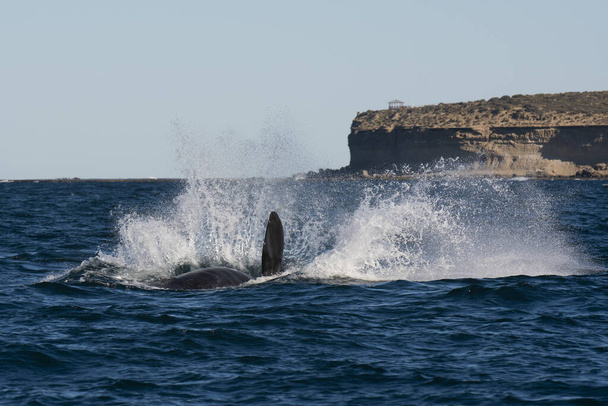 Sohutern right whale jumping, gatunki zagrożone, Patagonia, Argentyna - Zdjęcie, obraz