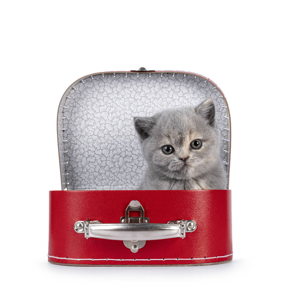 Lindo gato gato británico de 6 semanas de edad, sentado en una maleta roja. Mirando directamente a la cámara. Aislado sobre blanco. - Foto, imagen