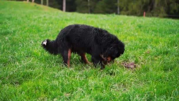 Ένας παιχνιδιάρης Bernese Mountain Dog σκάβει θησαυρούς εδάφους. Γούνινες ανασκαφές. Εξωτερική κατοικίδιο ζώο Dog απολαύσεις σε παιχνιδιάρικο έδαφος σκάψιμο. Πράσινο γρασίδι και σκυλιά. - Πλάνα, βίντεο