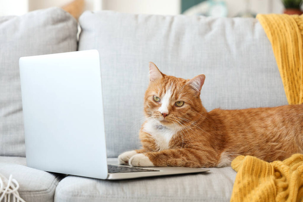Cute cat with laptop lying on sofa at home - Photo, Image