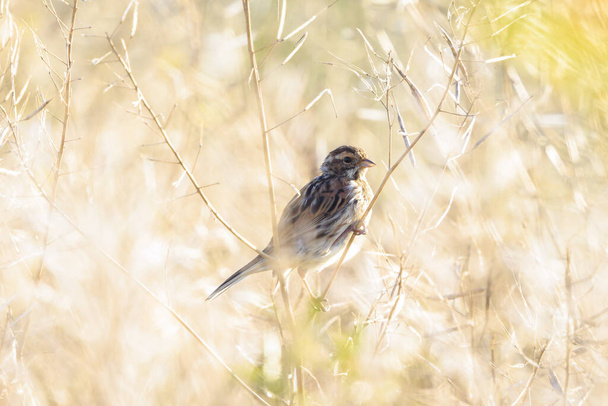 A common reed bunting Emberiza schoeniclus, sings a song on a reed plume Phragmites australis. The reed beds waving due to strong winds in Spring season on a cloudy day. - Photo, Image