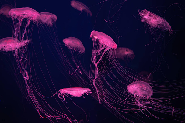Fluoreszkáló medúzák csoportja úszik a víz alatt az akváriumi medencében rózsaszín neon fénnyel. Az Atlanti-óceán csalán krizaora quinquecirrha kék vízben, óceánban. Teriológia, turizmus, búvárkodás, tenger alatti élet. - Fotó, kép