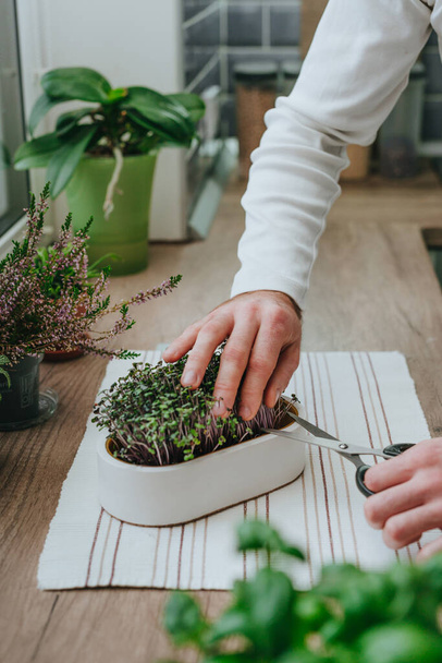 Closeup of males hands cutting microgreens of radish in a white flower pot with scissors on wooden background on windowsill. Idea of homegrown vitamin food. - Foto, Imagem