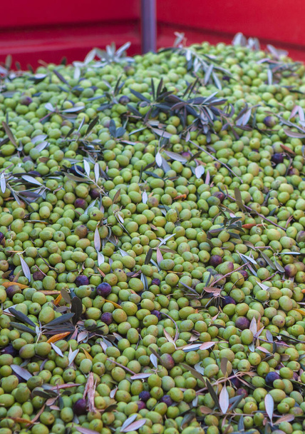 Przyczepa pełna oliwek. Scena zbiorów oliwek stołowych - Zdjęcie, obraz