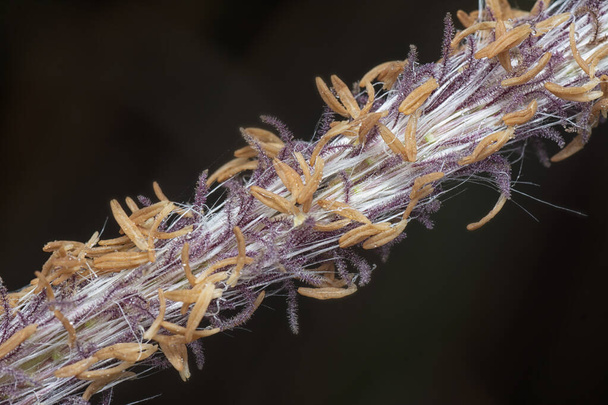 close up shot of the dried imperata cylindric  - Photo, Image