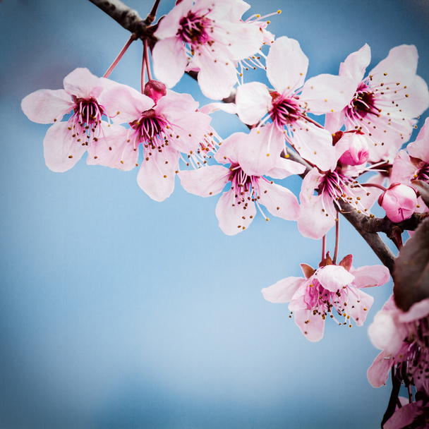 wiosna wiśnia kwiaty - Zdjęcie, obraz