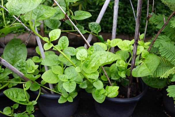 Ceylon spinach or basella rubra linn - Photo, Image
