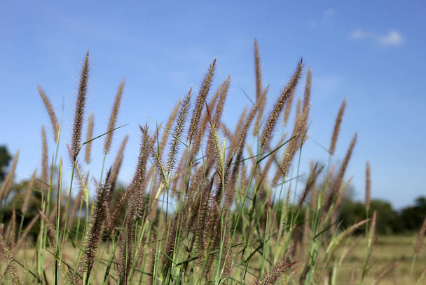 Grass flowers with blue sky - Photo, Image