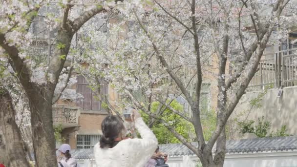 parque da mola com árvores da flor - Filmagem, Vídeo