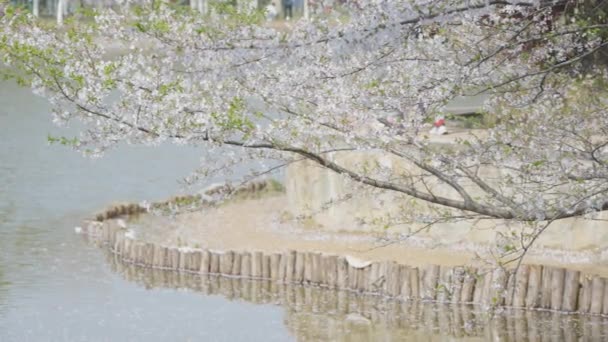 jarní park s kvetoucími stromy - Záběry, video