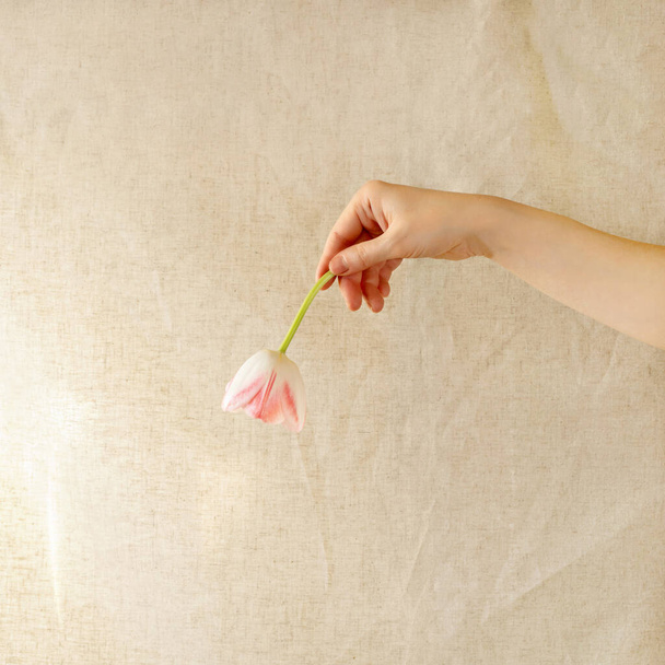 Tulipano fiore in donna mano su sfondo tessile neutro lino beige, carta floreale primavera minimale estetica, cartolina di auguri per San Valentino, Festa della mamma, matrimonio o compleanno disegno di congratulazione. - Foto, immagini