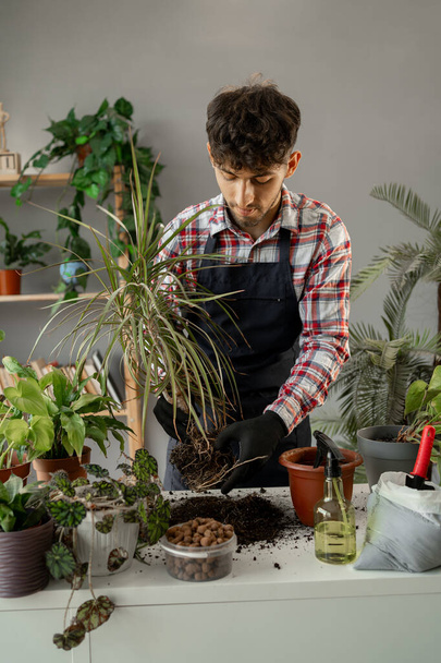 移植ハウスプラント。 アラブ人男性は根から土壌を採取します. 植物を育て,植物を傾けている植物の概念. - 写真・画像