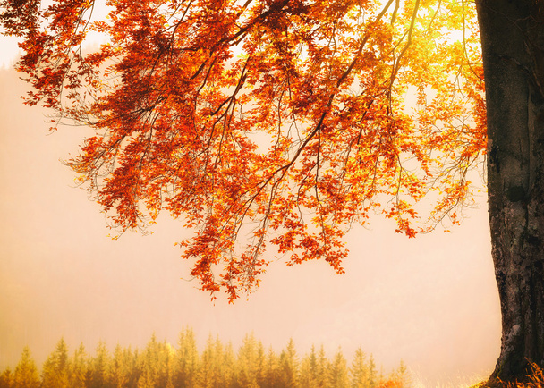 Herbst Farben Baum - Foto, Bild