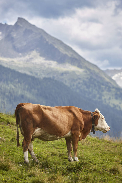 Vacas pastando en pastos. Ganado. Región del Tirol. Austria.  - Foto, imagen