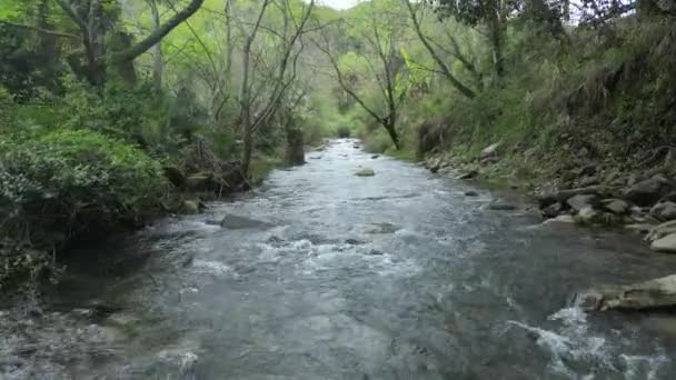 ручейная вода, текущая по скалам реки в лесу - Кадры, видео