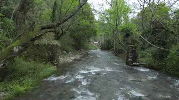 ручейная вода, текущая по скалам реки в лесу - Кадры, видео