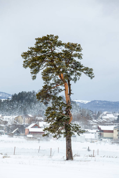 Απομονωμένο δέντρο στο χιόνι, το διάσημο χειμερινό θέρετρο της Μπακούριανης. Γεωργία - Φωτογραφία, εικόνα