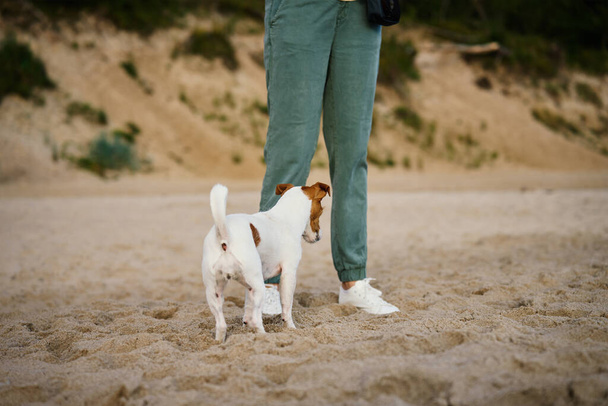 Жінка і активний собака розважаються на пляжі піщаного моря. Жінка-власник ходить з домашнім улюбленцем на березі моря. Дружба між тваринами і людьми - Фото, зображення