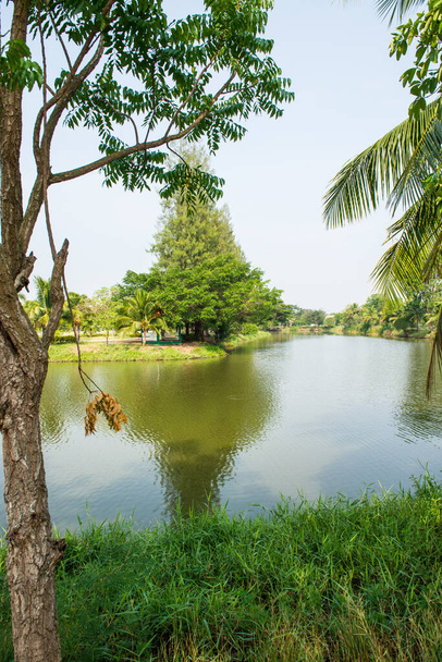 Δέντρα και λιμνούλα στη χώρα, Ταϊλάνδη - Φωτογραφία, εικόνα