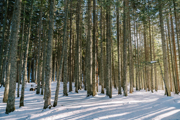 Kiefernstämme in einem verschneiten Nadelwald. Hochwertiges Foto - Foto, Bild