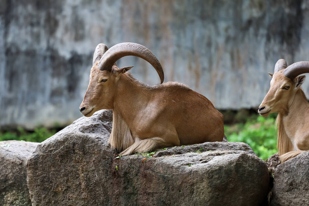 The barbary sheep is mammal and hill animal  - Photo, Image
