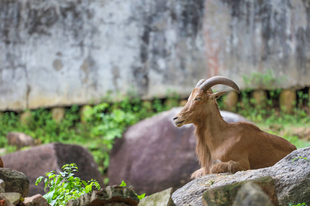 The barbary sheep is mammal and hill animal  - Photo, Image