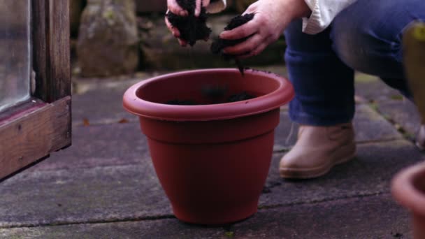 Gardener planting bulbs in a plant pot medium slow motion zoom shot selective focus - Materiał filmowy, wideo