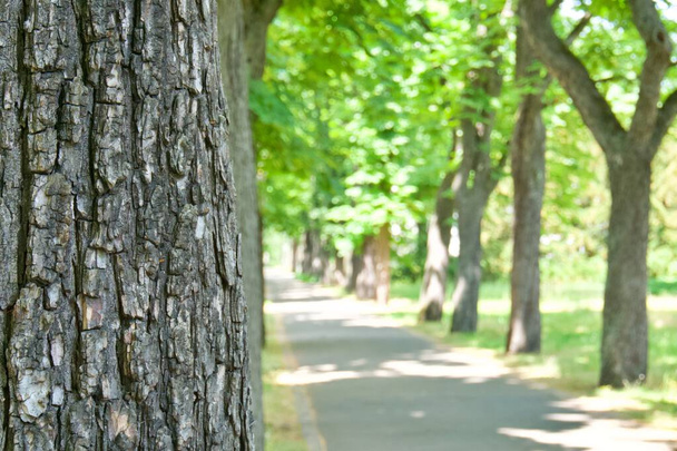 sentiero nell'albero del parco di fronte - Foto, immagini