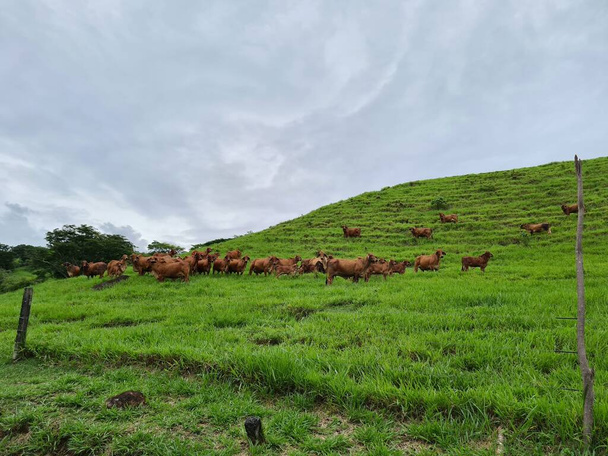 Een groep Red Brahman vee op de heuvel en grijze lucht. Tamesis, Colombia. - Foto, afbeelding