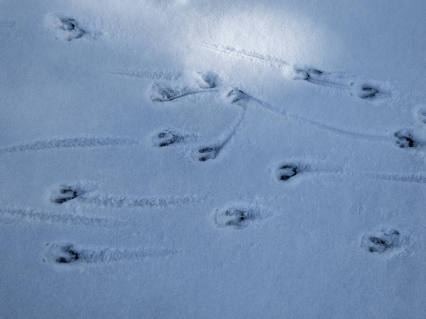 Lähikuva täydellinen jalanjäljet mäti peura (Capreolus capreolus) päällä peitetty pehmeällä lumella talvella - Valokuva, kuva