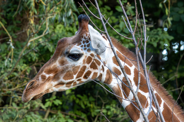 Zürafa, Giraffa camelopardalis, Afrika 'da yaşayan tek ayak parmaklı tek parmaklı, yaşayan en uzun canlı hayvan türüdür.. - Fotoğraf, Görsel