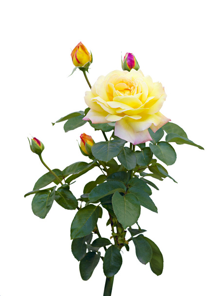 Желтая роза с нераскрытыми бутонами на белом фоне
 - Фото, изображение