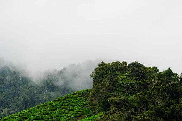 Kuva sumusta kukkulalla ja teeplantaasilla päiväsaikaan - Valokuva, kuva