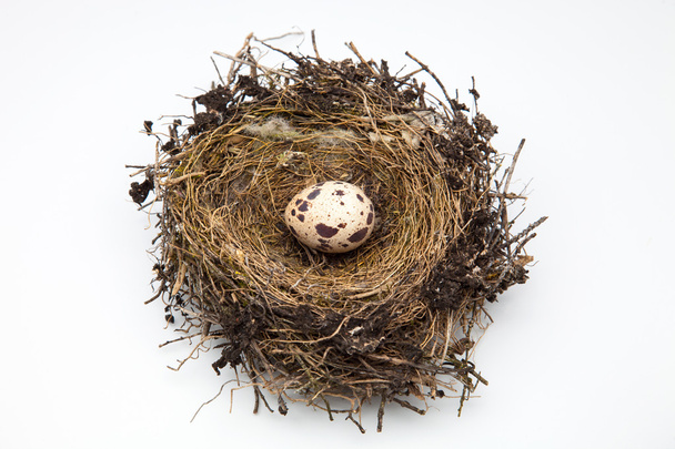 tojás madár  - Fotó, kép
