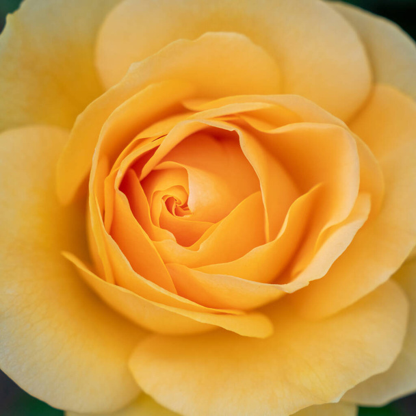 Close Up of Best Wishes Yellow Rose Bud with Selective focus - Фото, изображение