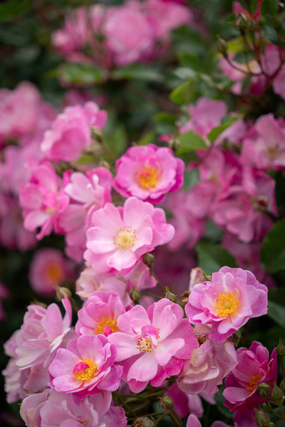 Close Up of Pink Star Burst Roses with Selective Focus and Copy Space - Foto, imagen